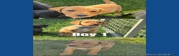 Labrador Retriever dogs for sale: two yellow boys from this lovely litter available - Advert 3