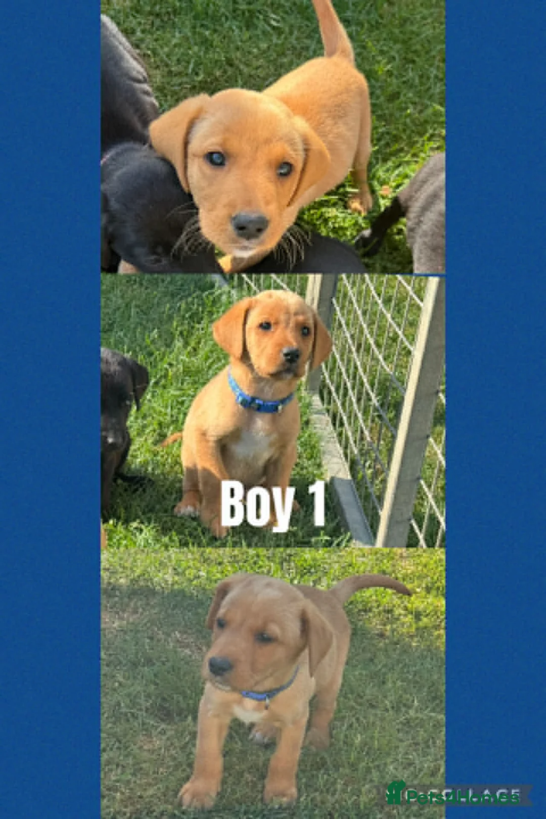 Labrador Retriever dogs for sale: two yellow boys from this lovely litter available - Advert 3