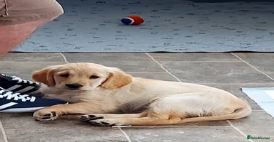 Golden Retriever dogs - Advert 1