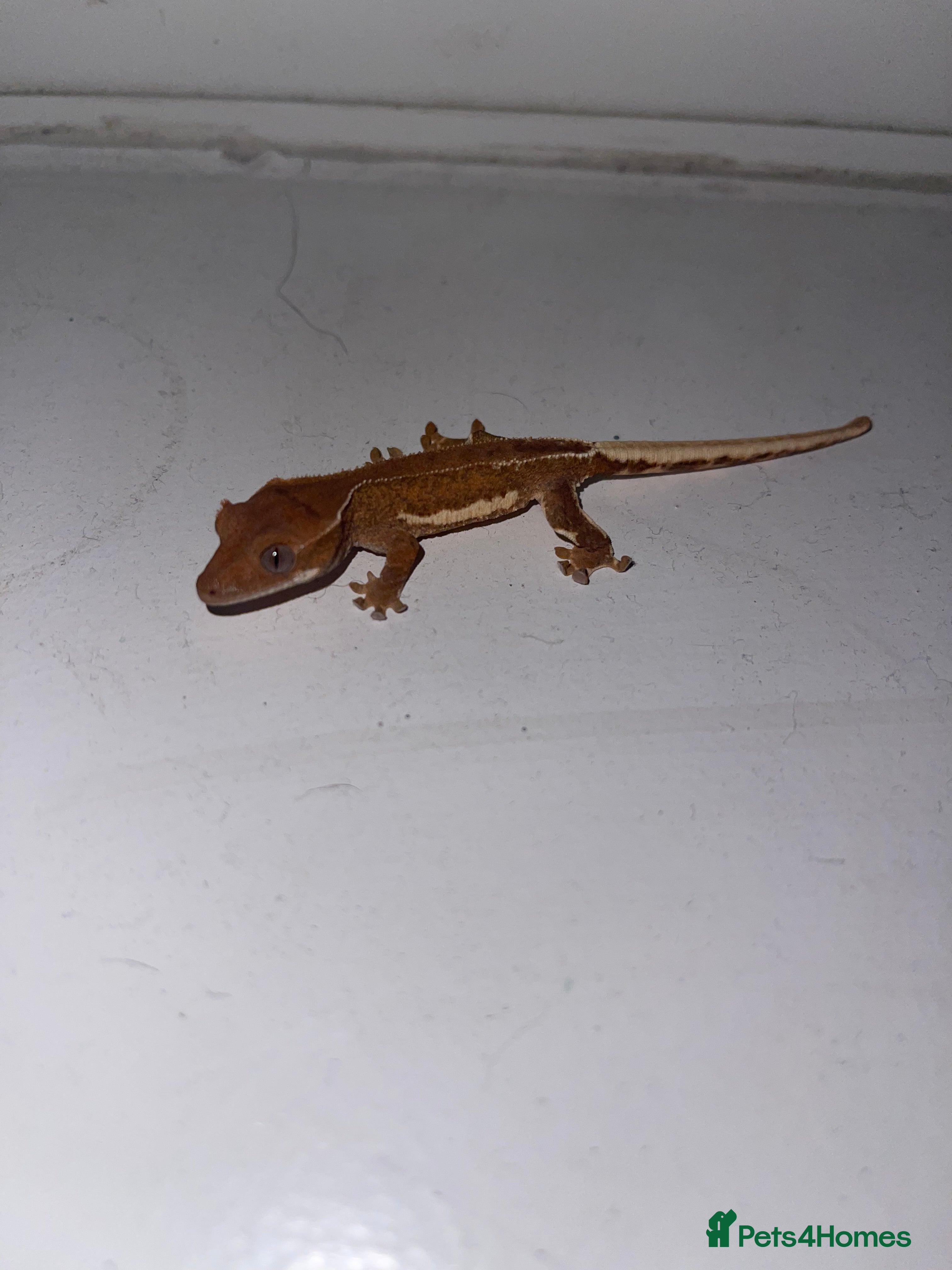 Gecko reptiles 3 red phantom Lilly white for sale  - Advert 4