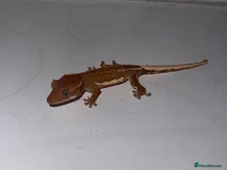 Gecko reptiles 3 red phantom Lilly white for sale - Advert 4