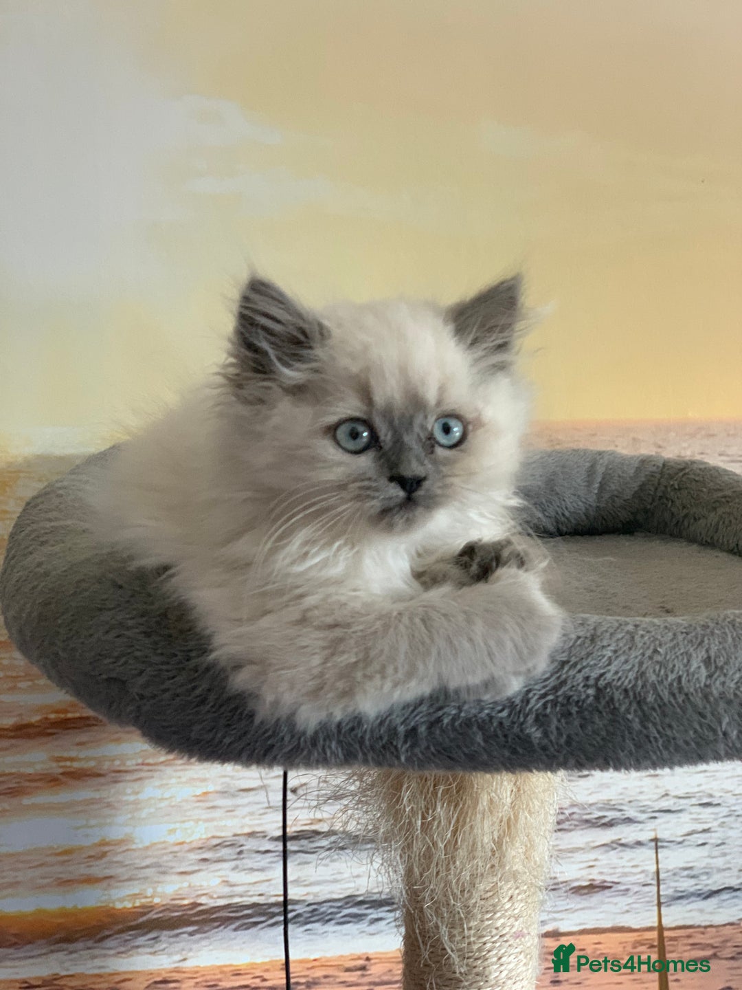 Persian cats for sale: Persians  - Image 13