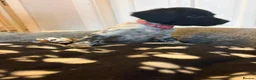 Sprocker dogs for sale: Stunning Merle & Traditional B/W Sprocker Puppies  - Advert 5