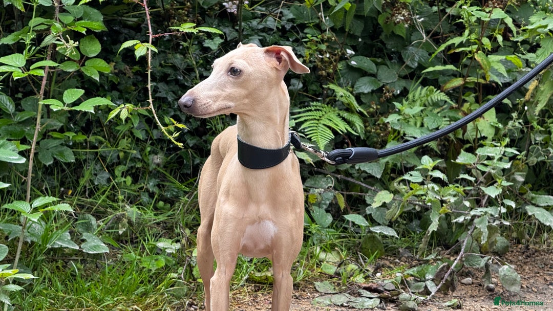 Italian Greyhound dogs for stud: Romeo italian greyhound Russian Import for stud  in Liverpool - Advert 6