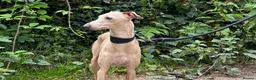 Italian Greyhound dogs for stud: Romeo italian greyhound Russian Import for stud  in Liverpool - Advert 6
