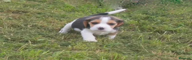 Beagle 4