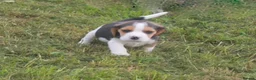 Beagle dogs for sale: READY NOW ROYAL KENNEL CLUB REG BEAGLE PUPPIES - Advert 9