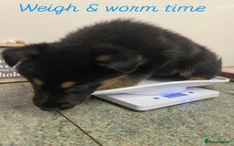 German Shepherd dogs for sale: Big beautiful big boned German Shepherd puppies - Image 11