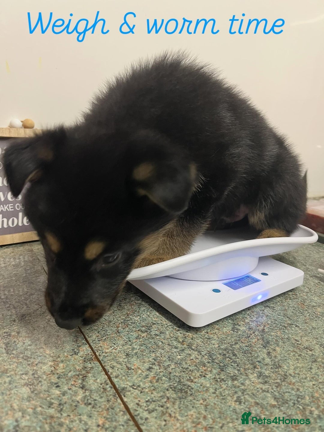 German Shepherd dogs for sale: Big beautiful big boned German Shepherd puppies - Image 11