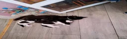 Mixed Breed cats for sale: 2 Black & White Female Kittens 14 weeks old - Advert 5