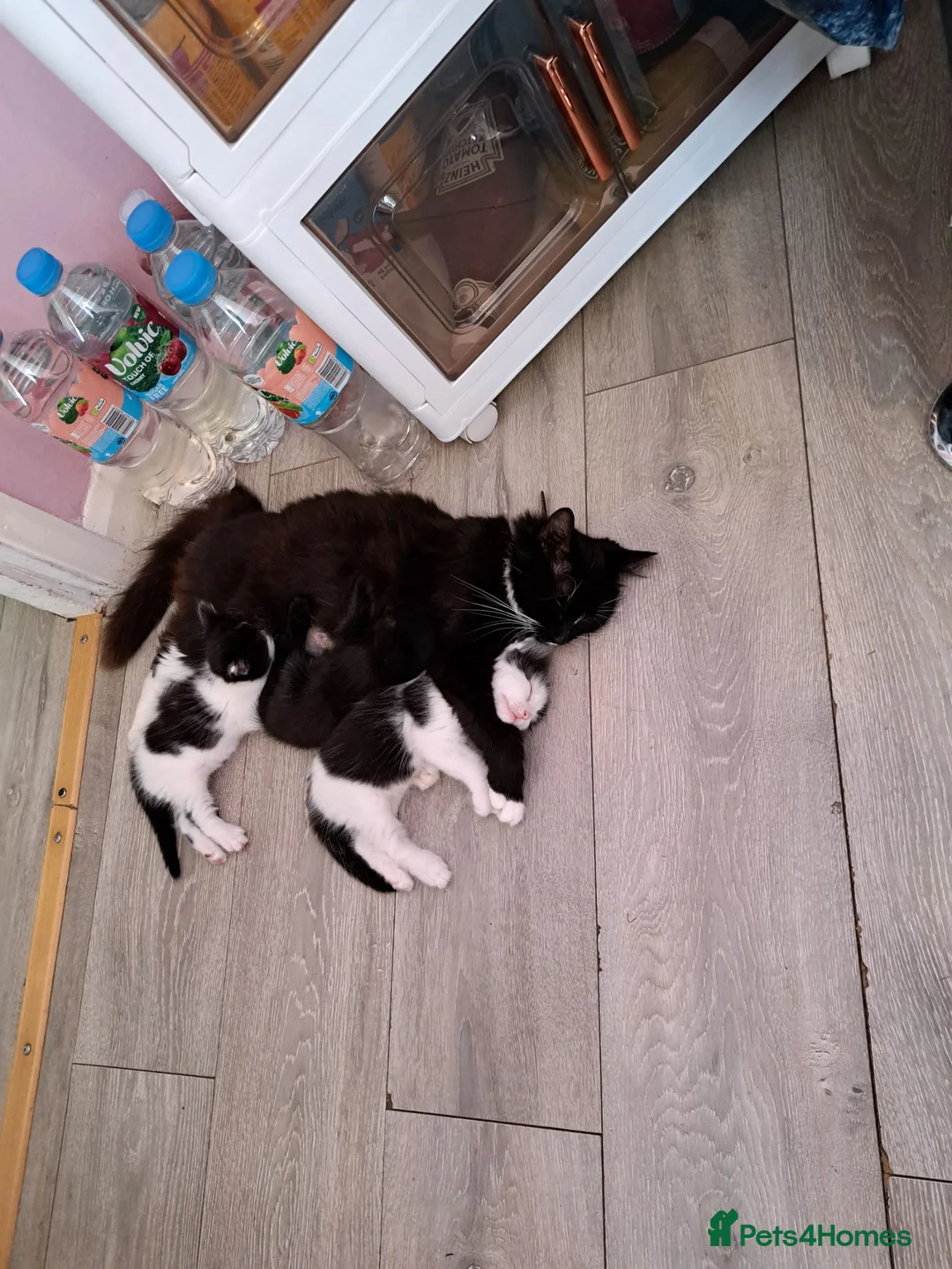 Mixed Breed cats for sale: 2 Black & White Female Kittens 14 weeks old - Advert 5