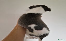 Whippet dogs for sale: Heart and Health checked KC Blue Whippets. - Image 11
