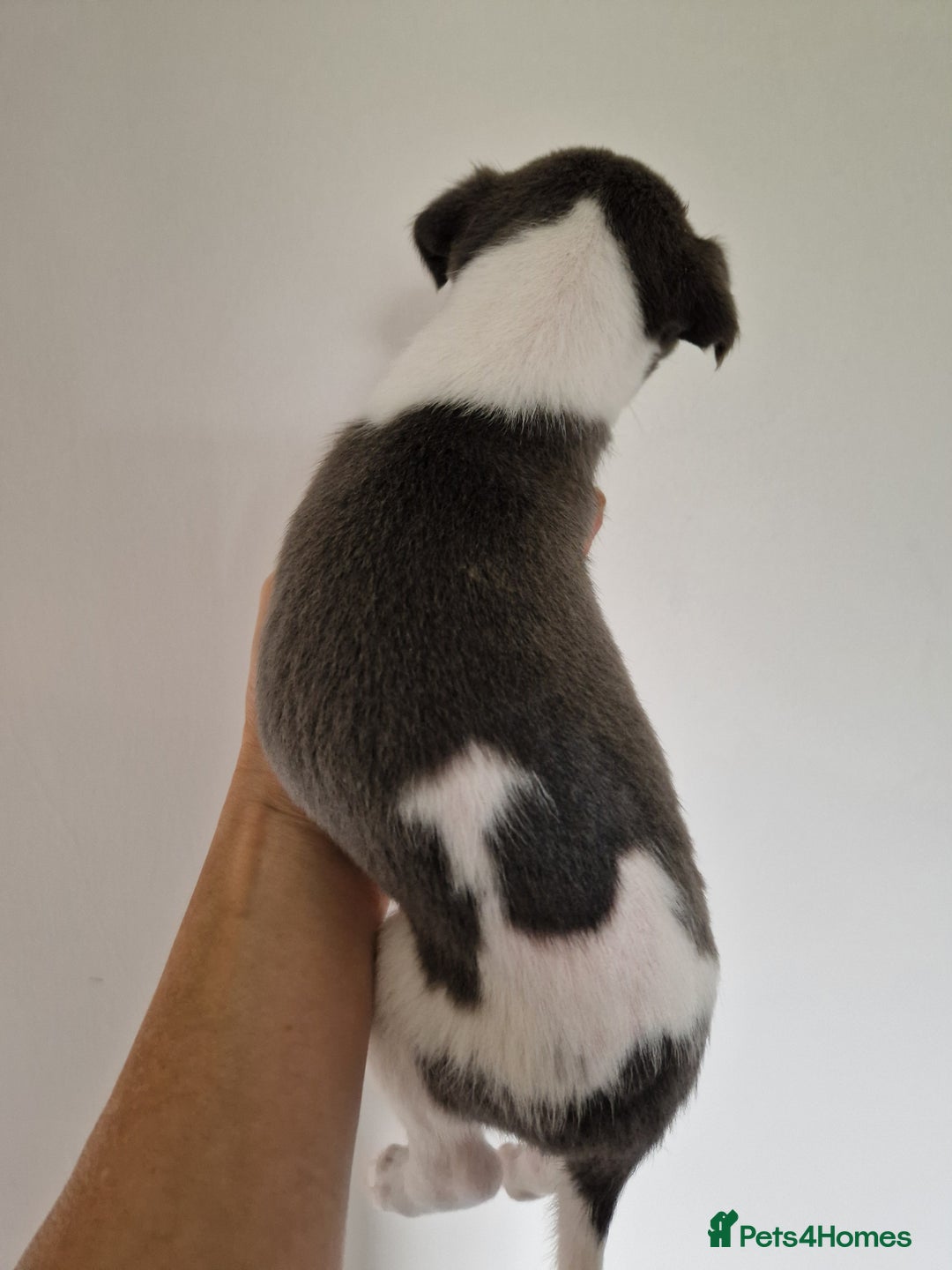 Whippet dogs for sale: Heart and Health checked KC Blue Whippets. - Image 11