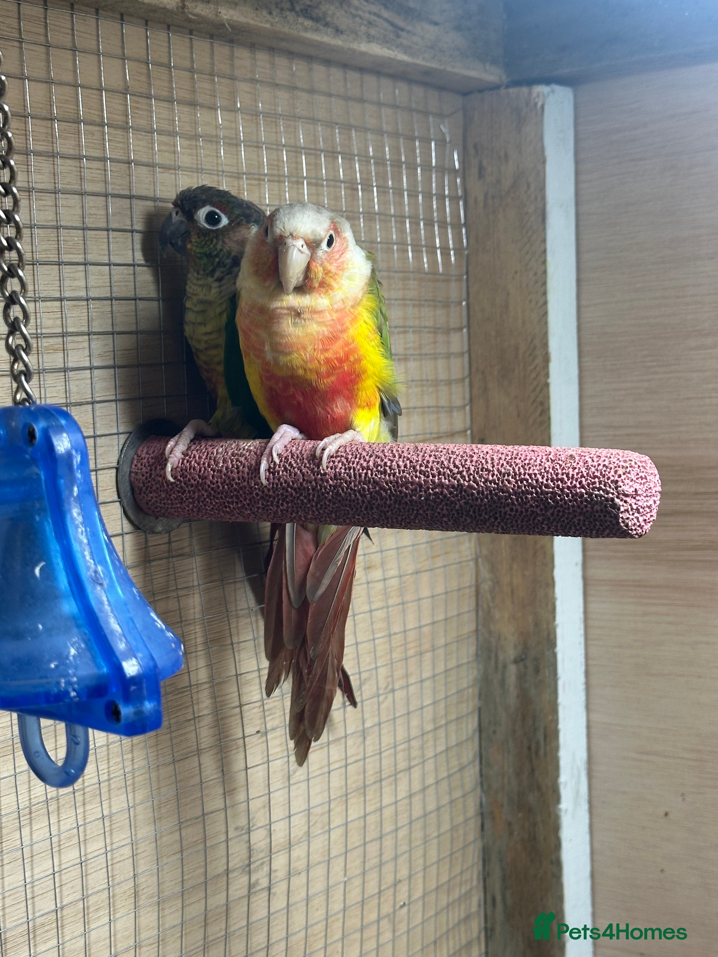 Conures birds Green cheek conure  - Advert 18