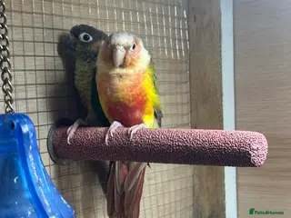 Conures birds Green cheek conure - Advert 18