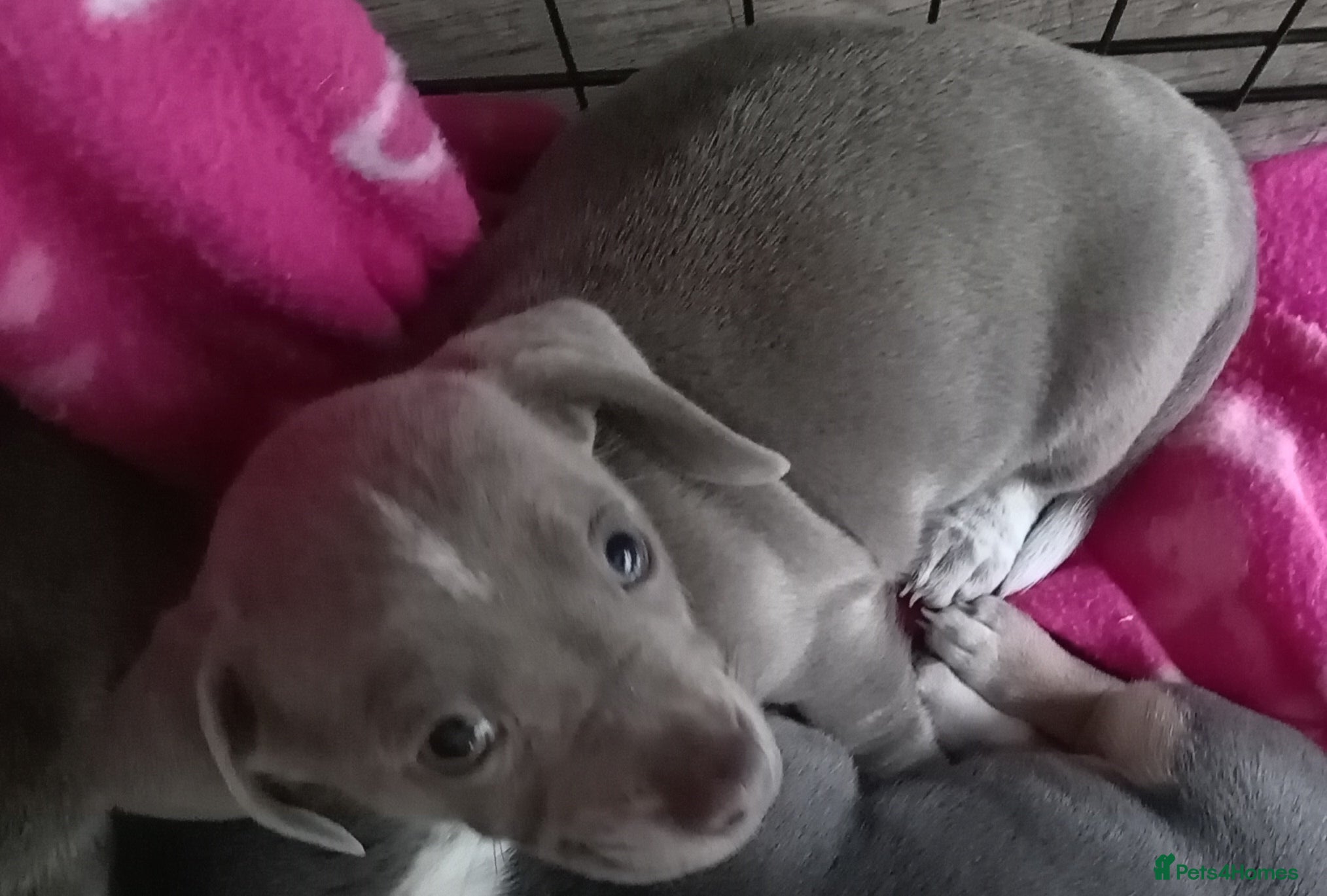 Chiweenie dogs Beautiful Chiweenie  - Advert 2