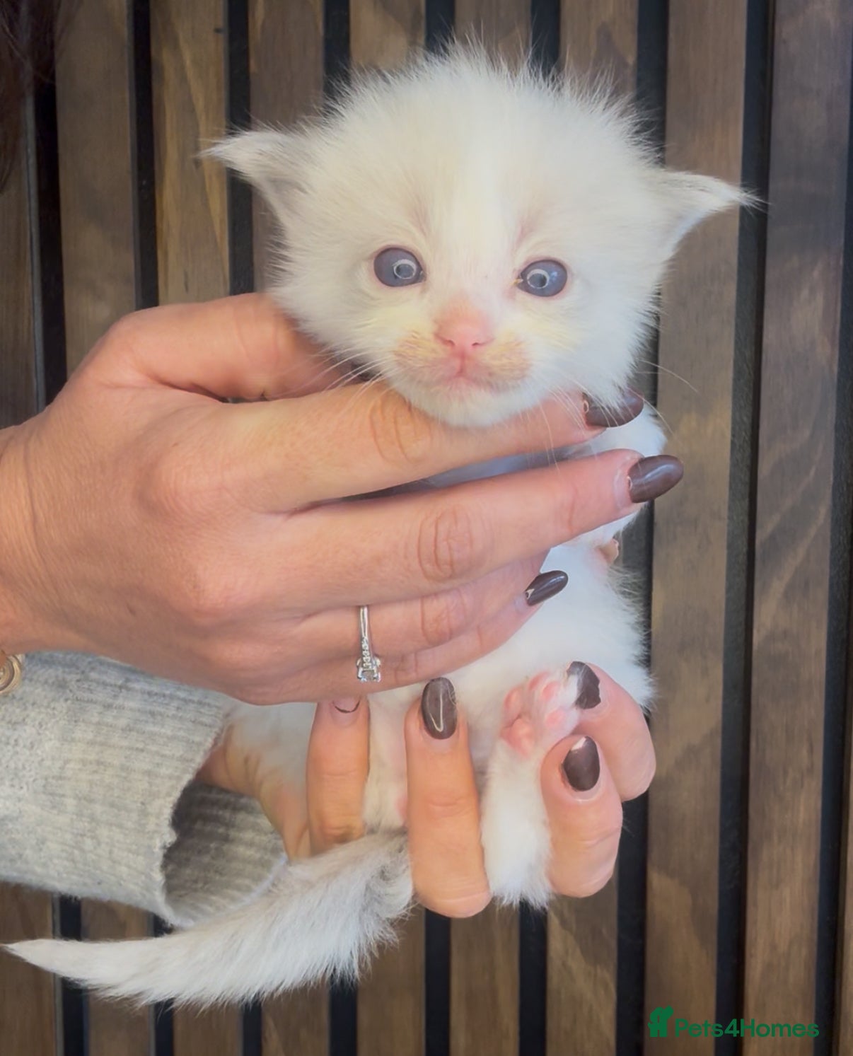 Ragdoll cats 4 male ragdolls  - Advert 11