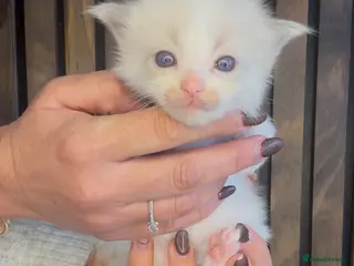 Ragdoll cats 4 male ragdolls - Advert 11