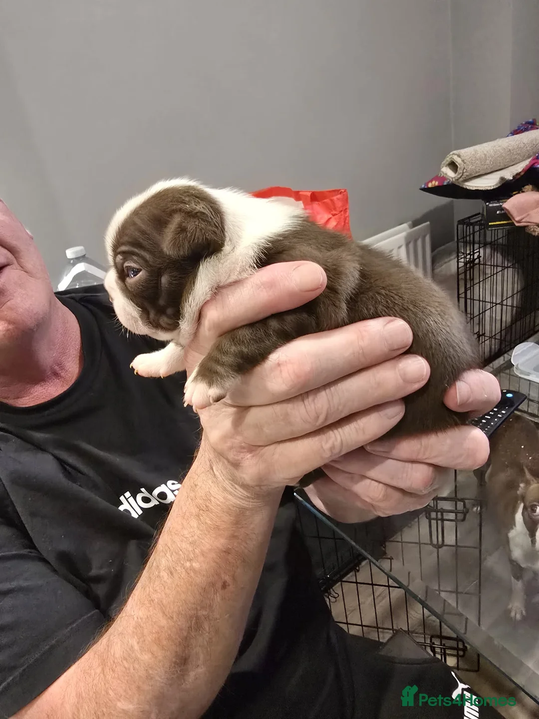 Boston Terrier dogs for sale: BEAUTIFUL BOSTON TERRIER PUPS  - Advert 32