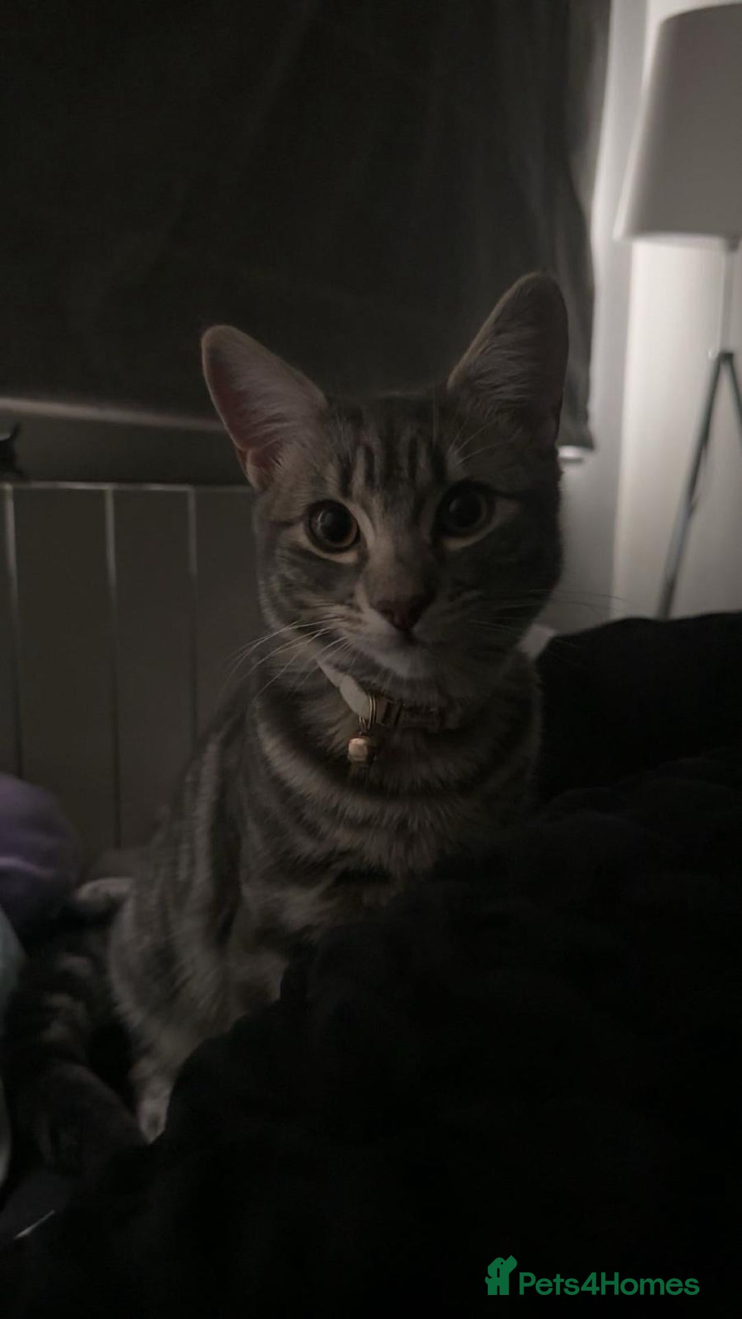 Mixed Breed cats for sale: Male cat free to good home - Advert 4