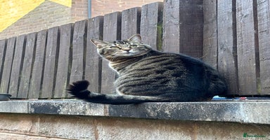 British Shorthair cats - Advert 12
