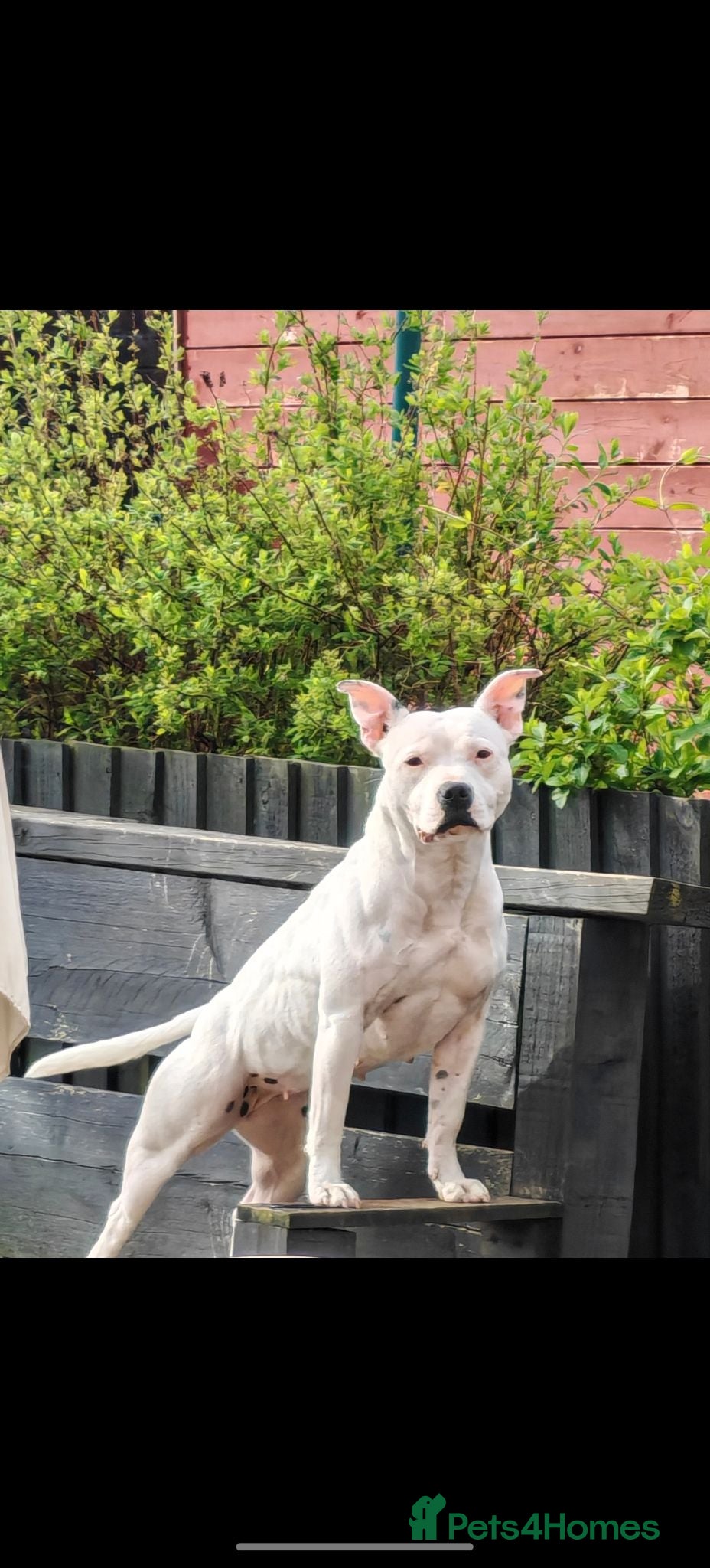 Staffordshire Bull Terrier dogs 3yo Female Staffy - Posey - Advert 4