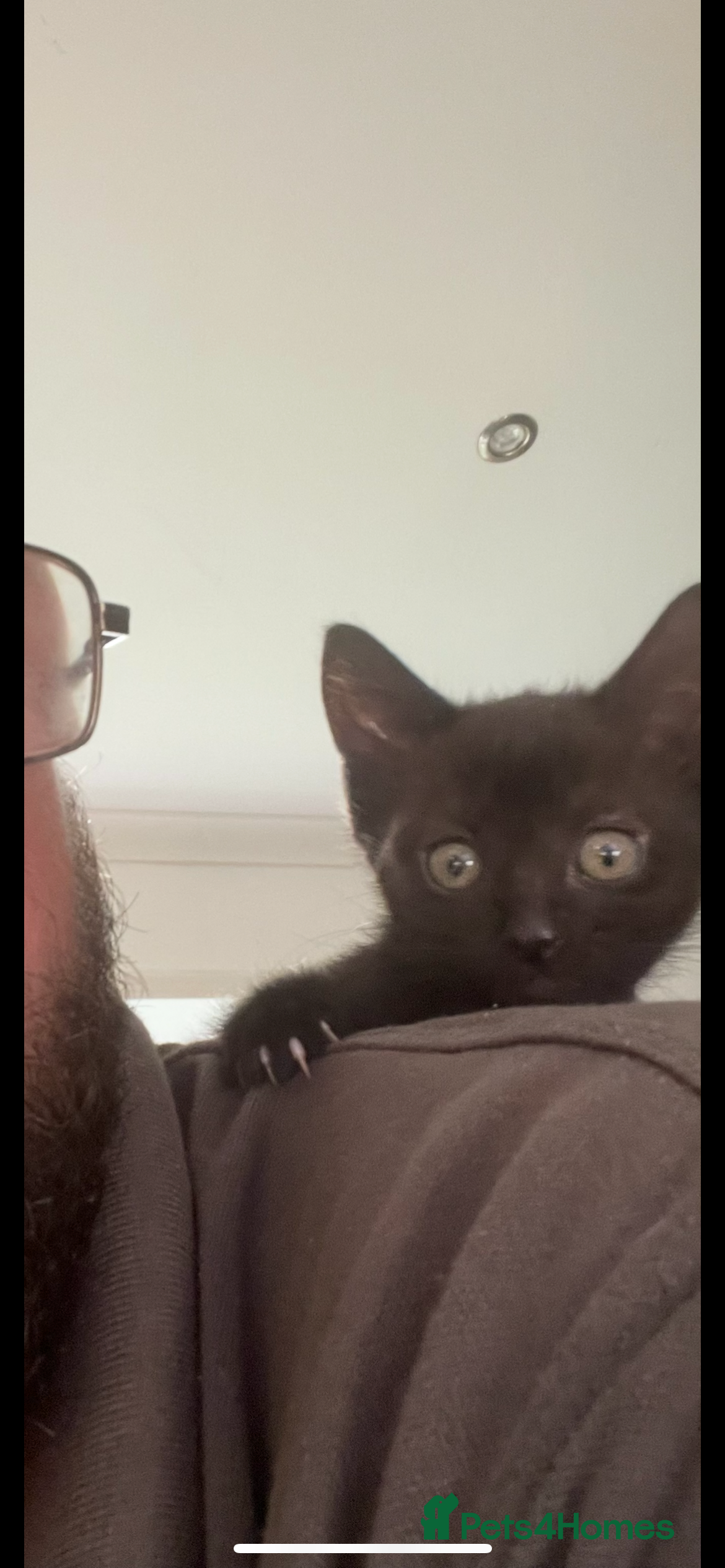 Mixed Breed cats for sale: 2 lovely female black kittens - Advert 6