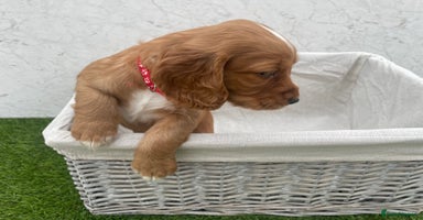 Cocker Spaniel dogs - Advert 1