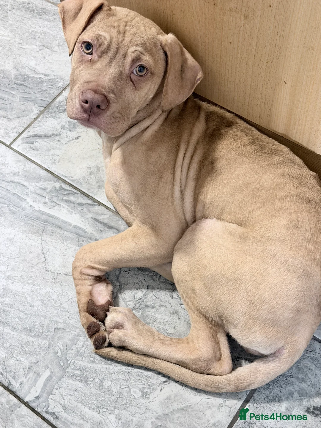 Cane Corso dogs for sale: Cane corso puppy for sale  - Advert 2