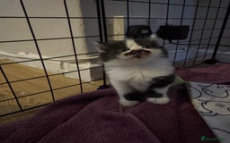 British Shorthair cats for sale: 3 x adorable kittens  - Image 2