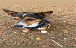 Jack Russell dogs for stud: Stunning Merle Jack Russell Male for Stud in Cambridge - Image 9