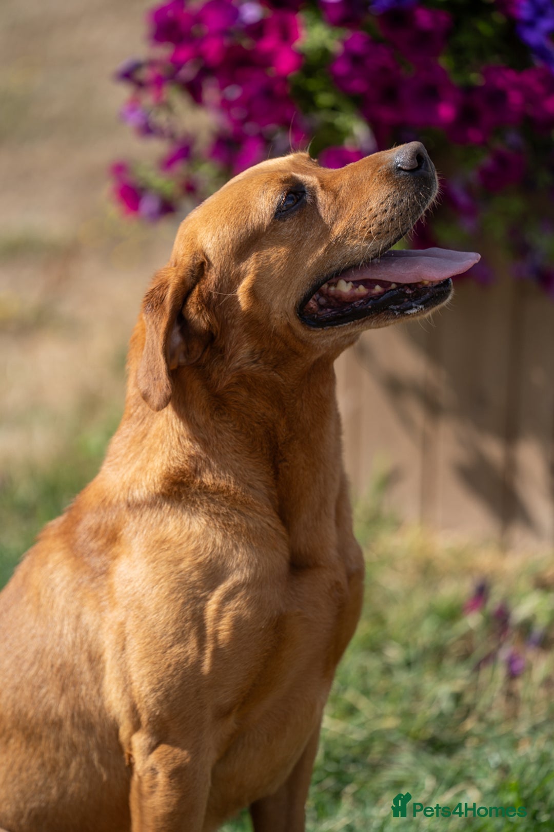 Labrador Retriever dogs for stud: KC Reg Handsome Fox Red for Stud - 0/0 Hips - Image 4
