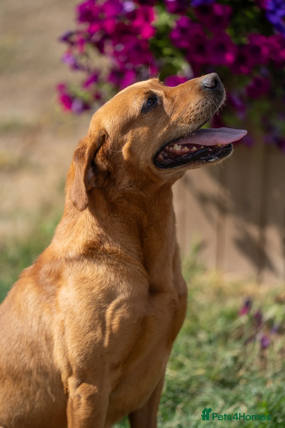 Labrador Retriever dogs for stud: KC Reg Handsome Fox Red for Stud - 0/0 Hips - Advert 4