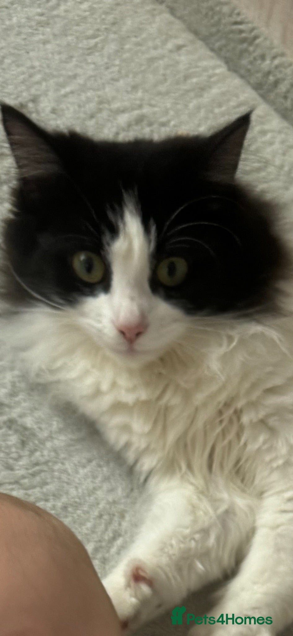 Mixed Breed cats Cat kitten - Advert 5