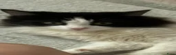 Mixed Breed cats for sale: Cat kitten - Advert 1