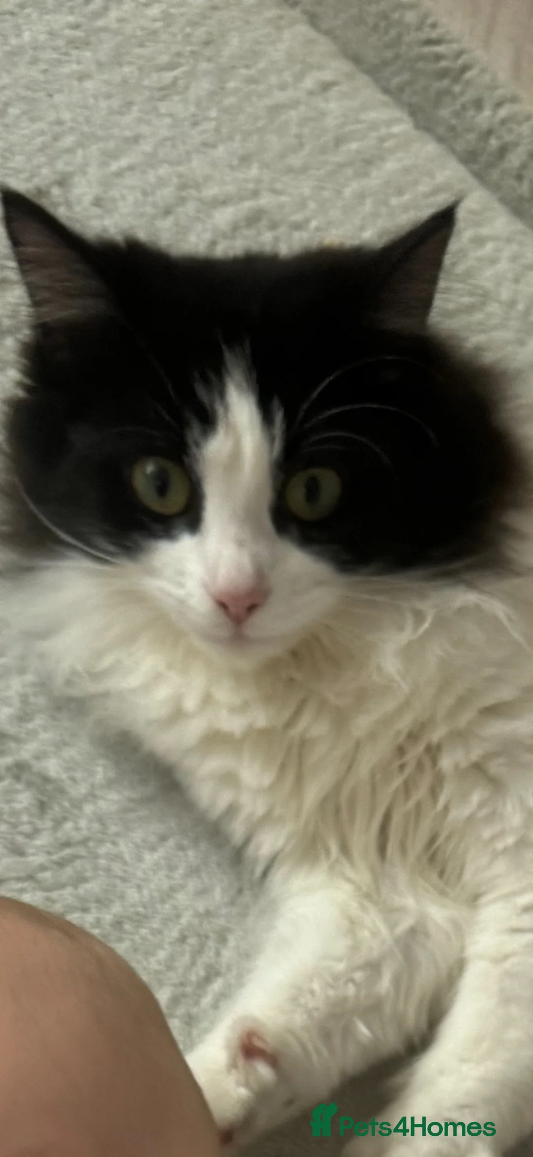 Mixed Breed cats for sale: Cat kitten - Advert 1