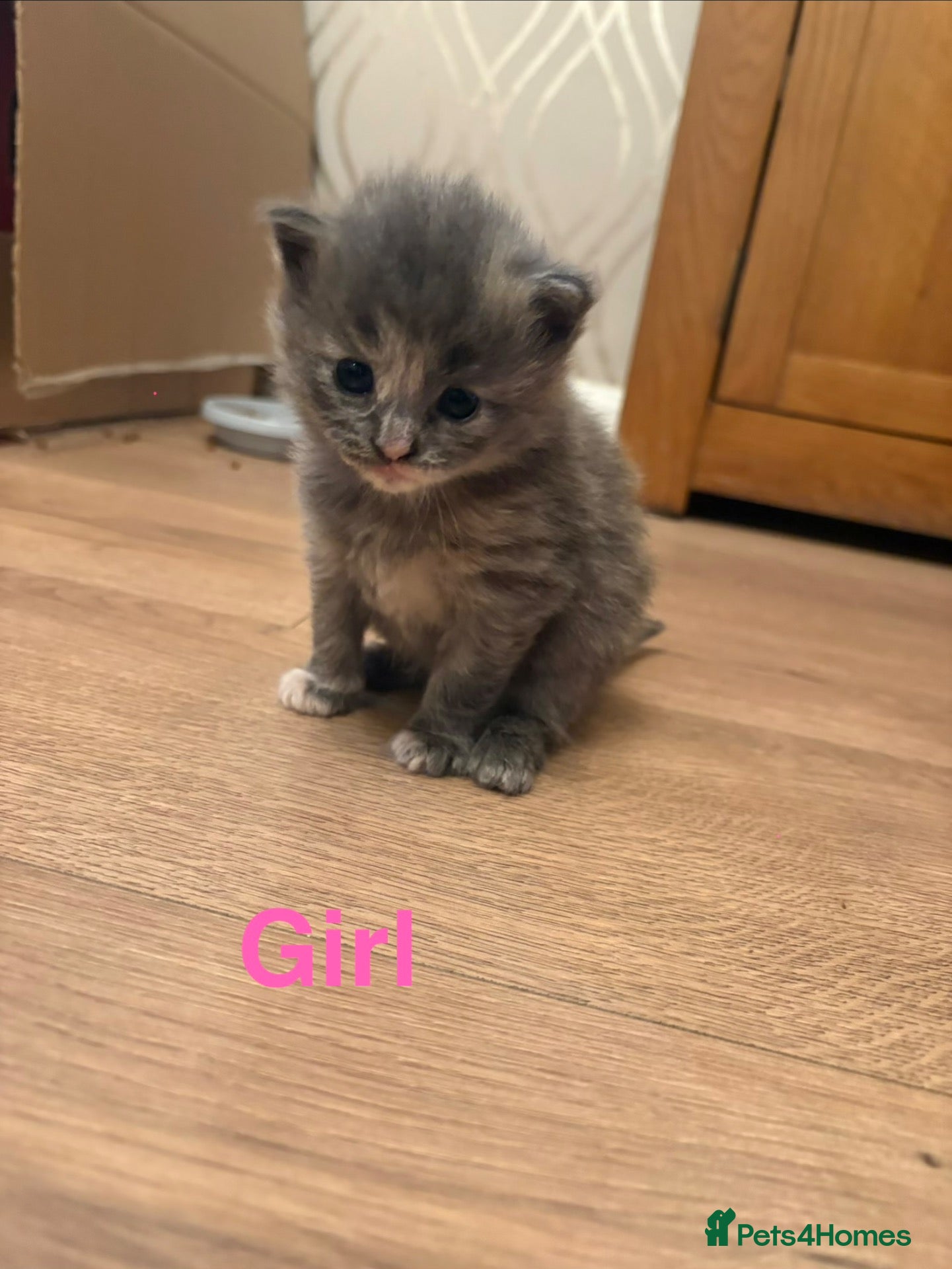 Mixed Breed cats Mixed Breed Kittens  - Advert 11
