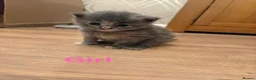 Mixed Breed cats for sale: Mixed Breed Kittens  - Advert 1
