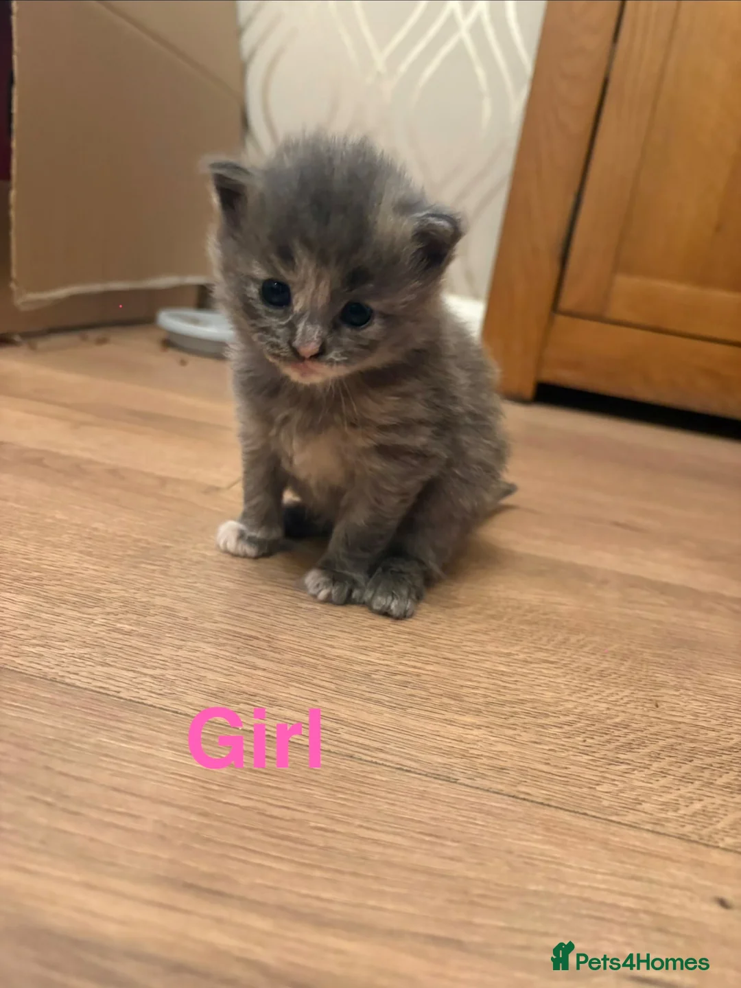 Mixed Breed cats for sale: Mixed Breed Kittens  - Advert 1