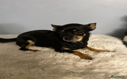 Chihuahua dogs for sale: Beautiful chihuahua for sale  - Image 1