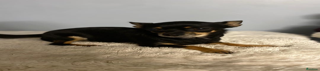 Chihuahua 
