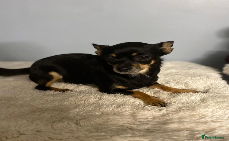 Chihuahua dogs - Advert 5
