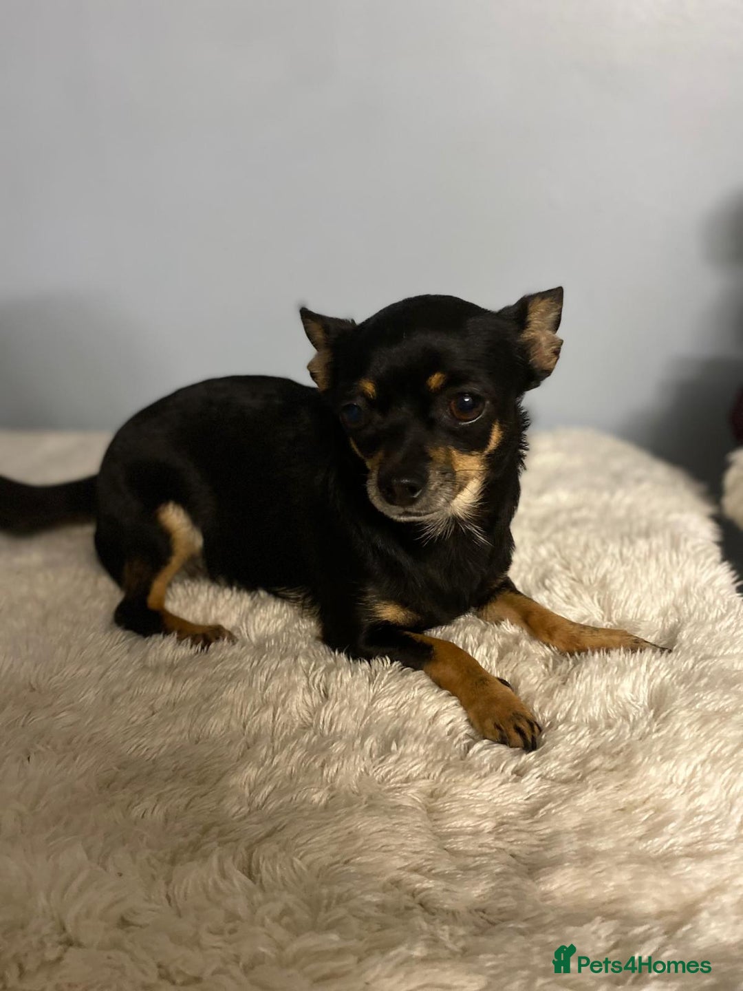 Chihuahua dogs for sale: Beautiful chihuahua for sale  - Image 1