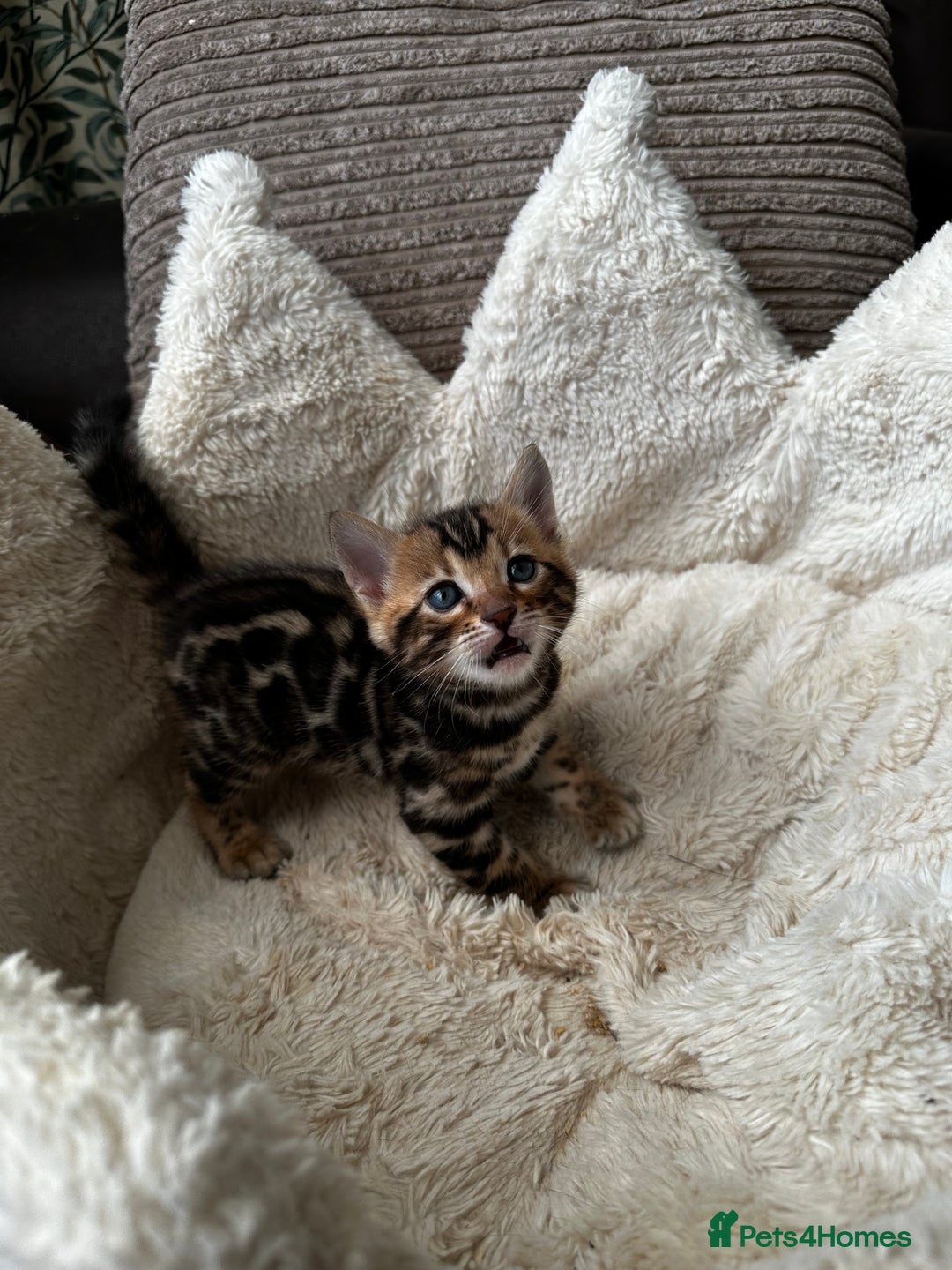 Bengal cats for sale: TICA registered bengal kittens available! - Advert 27