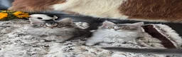 Maine Coon cats for sale: ✨ EXCEPTIONAL TICA-REGISTERED MAINE COON KITTENS ✨ - Advert 11
