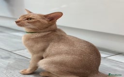 Abyssinian cats for sale: Ready to go! Don’t overlook these fab kittens  - Image 9