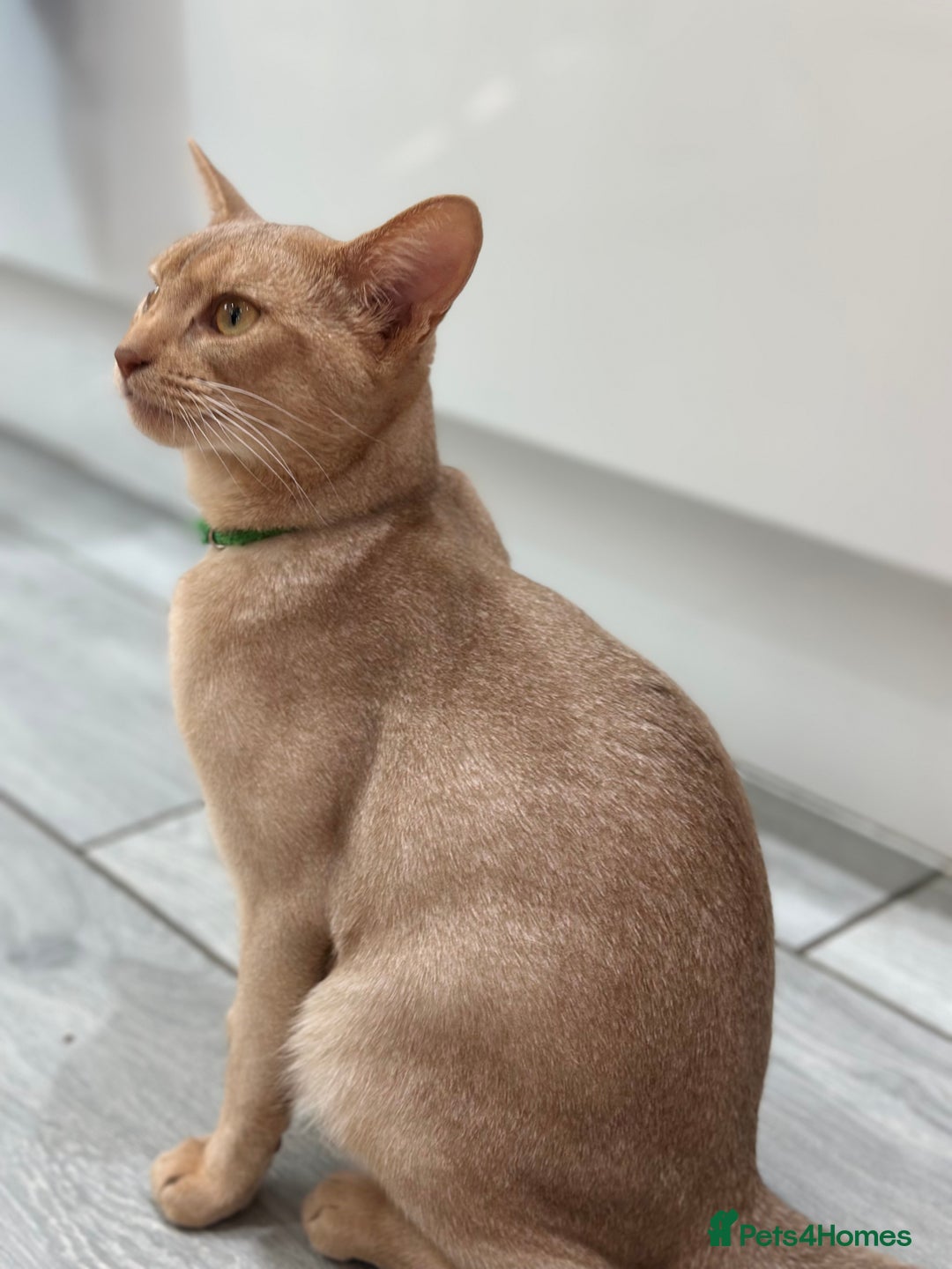 Abyssinian cats for sale: Ready to go! Don’t overlook these fab kittens  - Image 9