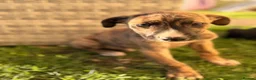 Lurcher dogs for sale: Collie bull greyhounds  - Advert 7