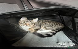 Mixed Breed cats for sale: Tabby Ragdoll for sale - Advert 3