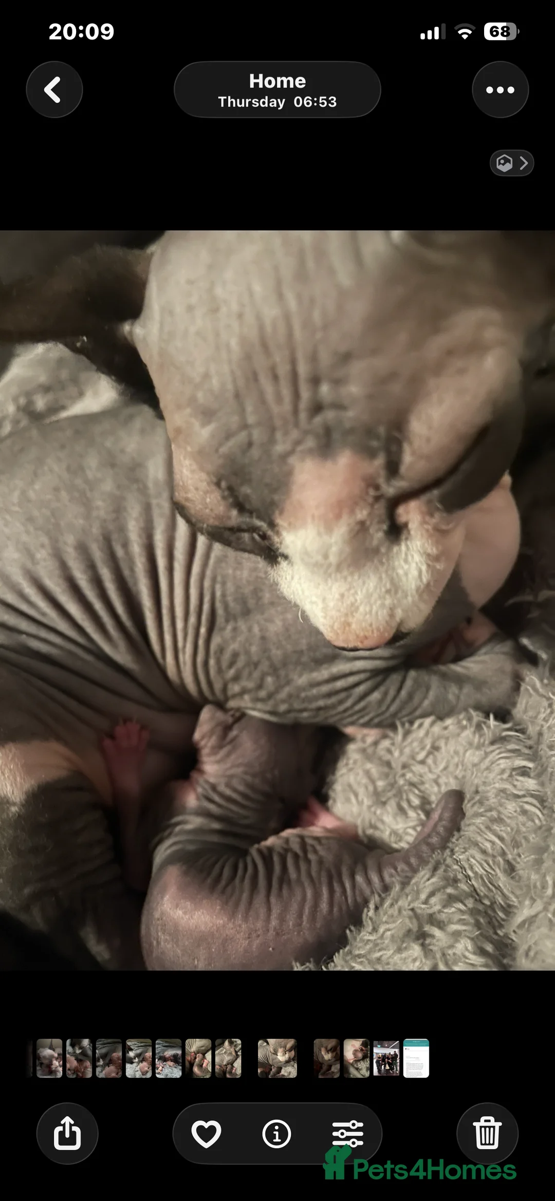 Sphynx cats for sale: Beautiful sphynx kittens - Advert 2